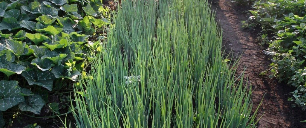 Що можна садити біля цибулі рамен рецепт
